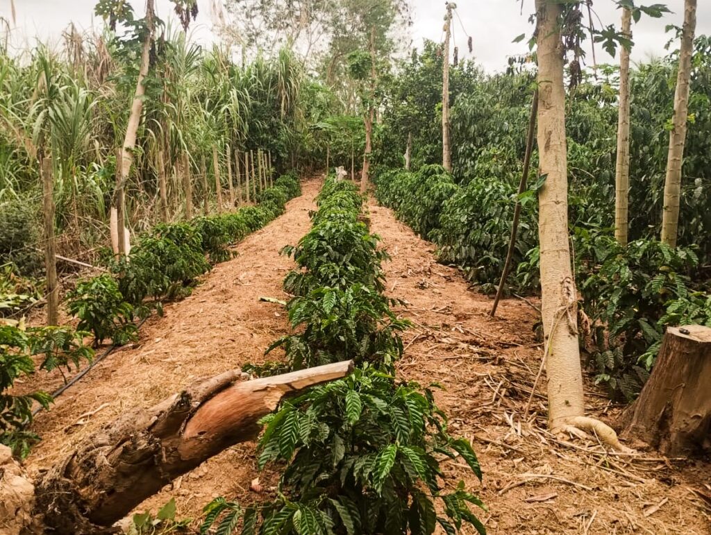 Grupos de atingidas e atingidos discutem os danos na agricultura em Colatina e Marilândia